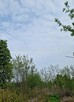 Działka budowlana Grodzisk Mazowiecki Kłudno Nowe - 3