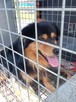 Alarm!! Bezo ok.2 let.śliczny psiak szuka DS/DT Małgorz.Kola - 3