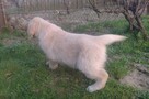 Szczeniak golden retriever ZKwP FCI - 5