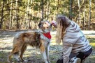 Wymagający opieki pies w typie owczarka szkockiego do adopcj - 7