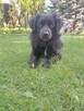 Do adopcji MIKI 2letni 12kg piękny, mały, radosny do domu - 5
