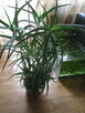 Aloes drzewiasty 7 - letni, wysokość 100 cm. - 6