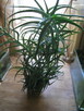 Aloes drzewiasty 7 - letni, wysokość 100 cm. - 4