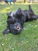 Do adopcji MIKI 2letni 12kg piękny, mały, radosny do domu - 4