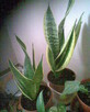 SANSOVIERIA OD 10 DO 20ZŁ - 2