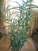 Aloes drzewiasty 7 - letni, wysokość 100 cm. - 2