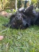 Mały psiak MIKI do adopcji 2letni 12kg futrzasty, przytulas - 8