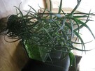 Aloes drzewiasty 7 - letni, wysokość 100 cm. - 8