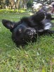 Mały psiak MIKI do adopcji 2letni 12kg futrzasty, przytulas - 2