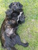 Do adopcji MIKI 2letni 12kg piękny, mały, radosny do domu - 3