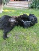 Do adopcji MIKI 2letni 12kg piękny, mały, radosny do domu - 2