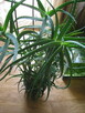 Aloes drzewiasty 7 - letni, wysokość 100 cm. - 5