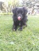 Mały psiak MIKI do adopcji 2letni 12kg futrzasty, przytulas - 6