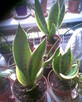 SANSOVIERIA OD 10 DO 20ZŁ - 3