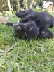 Mały psiak MIKI do adopcji 2letni 12kg futrzasty, przytulas - 7