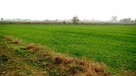 Działka budowlana Zalasewo gm. Swarzędz, Spacerowa - 4