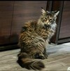 Kocurek Maine Coon rudy - 6