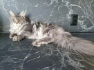 Kocurek Maine Coon rudy - 10
