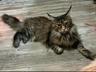 Kocurek Maine Coon rudy - 5