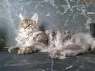 Kocurek Maine Coon rudy - 9