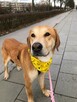 Brooklyn do adopcji - 7