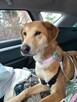 Brooklyn do adopcji - 12