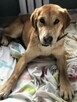 Brooklyn do adopcji - 13