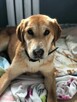 Brooklyn do adopcji - 11