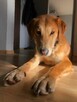 Brooklyn do adopcji - 9