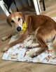 Brooklyn do adopcji - 3