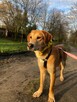 Brooklyn do adopcji - 4