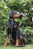 Dobermany - 3