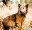 KASPIAN - spokojny, niewielki psiak szuka dobrego domu - 1