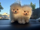 Szpic pomeranian - 6