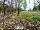 Działka Aleksandrów, z własnym lasem, WZ - 4