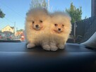 Szpic pomeranian - 5
