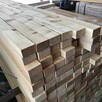 Legary modrzew syberyjski 50x70, 50x100 mm - 1