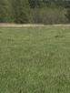 Działka pod lasem - 11