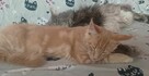Piękne kocięta Maine Coon, legalna hodowla, nie fabryka - 9