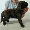 Szczenięta Lagotto Romagnolo - 11
