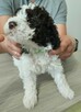 Szczenięta Lagotto Romagnolo - 6