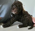 Szczenięta Lagotto Romagnolo - 10