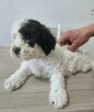 Szczenięta Lagotto Romagnolo - 2
