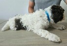 Szczenięta Lagotto Romagnolo - 5