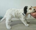 Szczenięta Lagotto Romagnolo - 3
