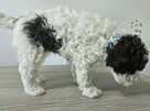 Szczenięta Lagotto Romagnolo - 4