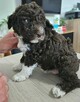 Szczenięta Lagotto Romagnolo - 8