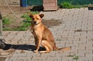 BUDYŃ - 6