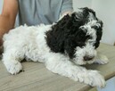 Szczenięta Lagotto Romagnolo - 7