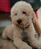 Szczenięta Lagotto Romagnolo - 12